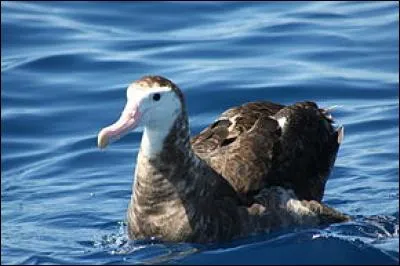 18 espèces sur 22 d'albatros sont menacées d'extinction.