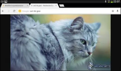 Qui est ce chat aveugle ou borgne ?