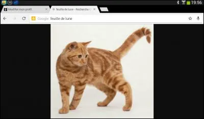 Elle connait les herbes. Compagne du vent, elle a 3 enfants. 
De qui s'agit-il ?