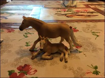 De quelle race est cette belle famille ?