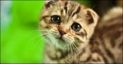 Est-ce anglais ou allemand ? « Ich habe eine Katze ».