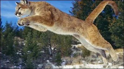 À quelle marque cet animal vous fait-il penser ?