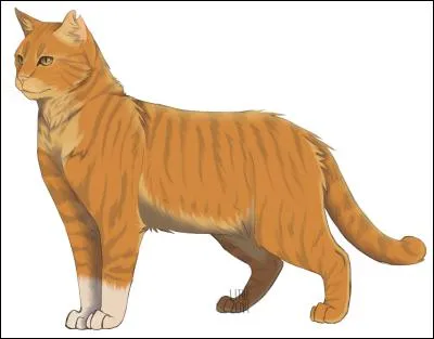 Quel est son physique complet ?