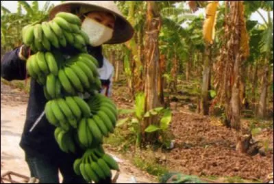 Pourquoi évite-t-on de manger des bananes avant un examen au Vietnam ?