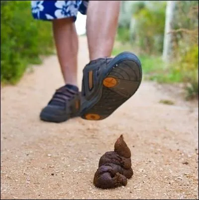 Pourquoi la France reste le pays de la crotte de chien sur le trottoir ?