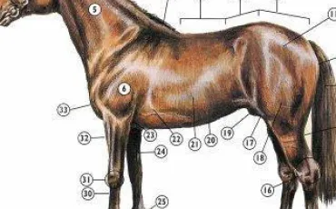 Quiz Galop 3