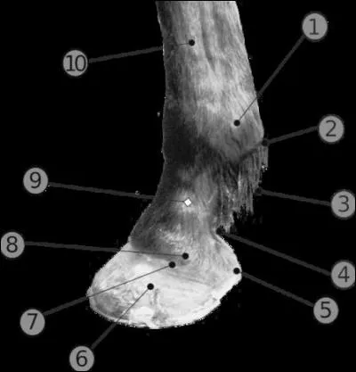 Que désigne le numéro 7 ?