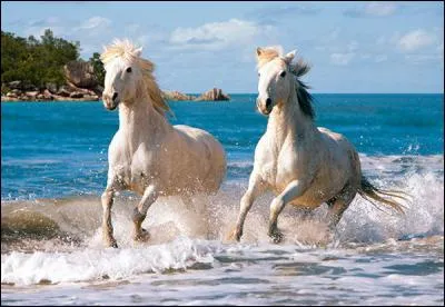 Quelle robe n'appartient pas à la famille des alezans ?