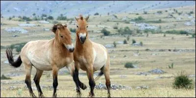 Quelle robe appartient à la famille des bais ?