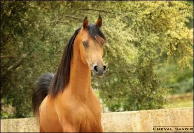 Quelle partie n'appartient pas au sabot ?