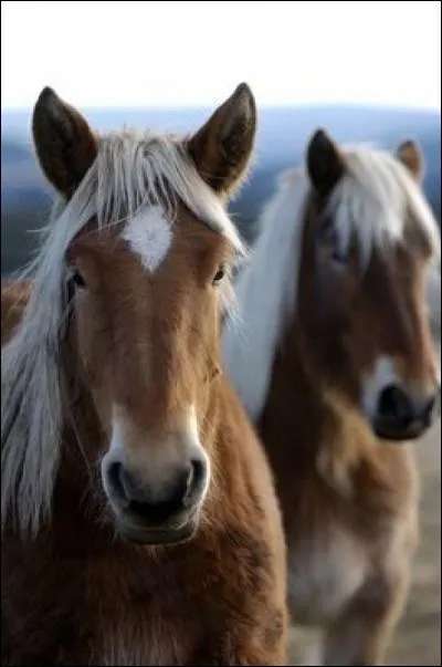 La queue fait partie...