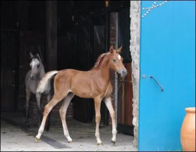 Quel instrument du pansage complet est faux ?