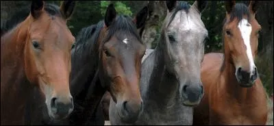 Quel est le mécanisme du galop (main droite) ?