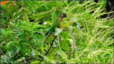 Sangle très pratique, qui part d'une épaule pour venir sous le bras opposé !