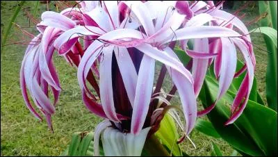 François Villon et Charles X de France le furent, entre autres !