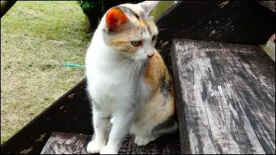 C'est un petit fleuve ou un coquillage, mais l'un est intimement lié à l'autre !