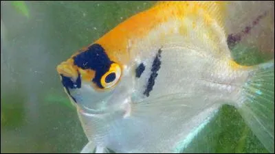 Elle s'exprimait dans l'assaut !