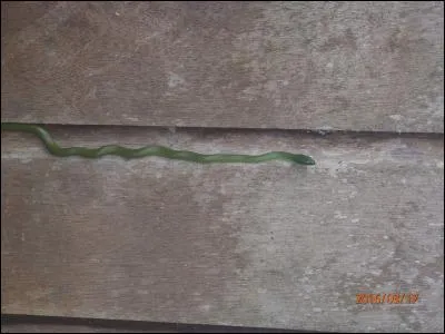 Comédien ambulant, ancien farceur de service !