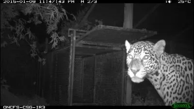 Chanson de Claude Nougaro : Je suis sous, sous, sous, sous ton ...