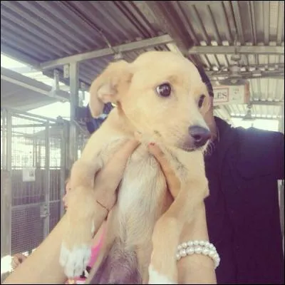 Comment s'appelle le chien d'Ariana qui porte le nom d'une ville française ?