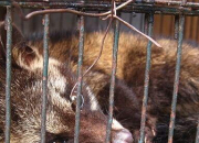 Quiz Zoo mortel pour 'amoureux' des animaux
