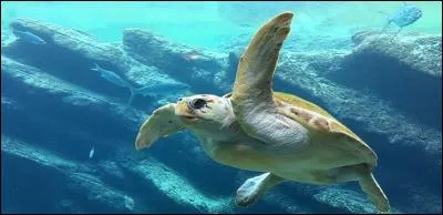 Des parcs d'attractions propose de nager avec les tortues et même de les prendre dans vos mains. Est-ce si grave ?