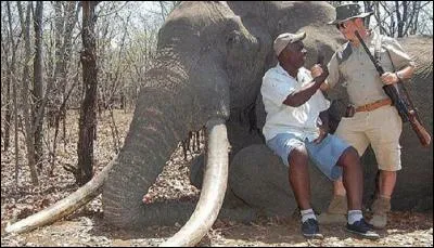 53 000  : c'est ce qu'a dû payer ce touriste européen pour tuer cet éléphant.