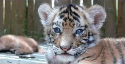 Argentine, Mexique, Australie, Thaïlande... Les photos en compagnie de bébés tigres font florès. Qu'y a-t-il de mal à cela ?