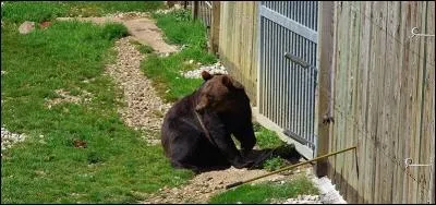 Comme un ours en cage... Quelle réflexion amène ce piètre spectacle ?