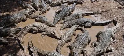 Fermes à crocodiles > Avant de finir en sac Hermès, ces prédateurs auraient-ils la belle vie ?