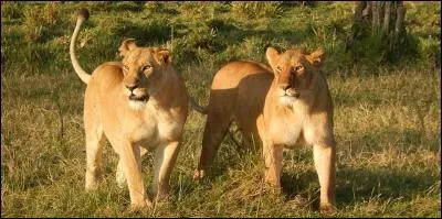 Il est désormais très à la mode de se promener en compagnie de jeunes lions. Mais que leur arrive-t-il ensuite ?