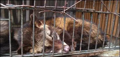 Où l'on comprend pourquoi beaucoup de cafés s'appellent "La Civette"...