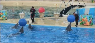 Un spectacle aquatique avec des dauphins, ça c'est inoffensif ! Alors ?