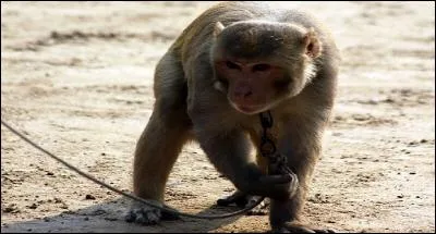 Les macaques sont particulièrement intelligents et réalisent des prouesses pour les touristes : qu'advient-il d'eaux après cela ?