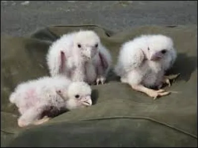 Chaque année en mars ou avril, la femelle pond de 3 à 6 ufs.