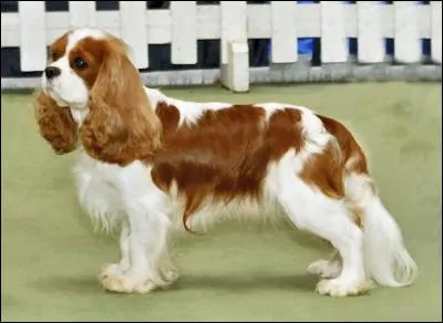 De quelle race s'agit-il ?