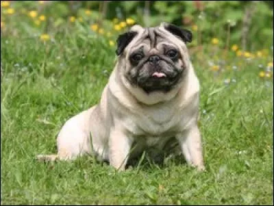 De quelle race s'agit-il ?