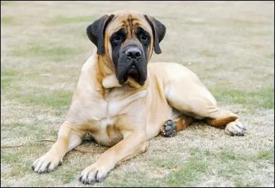 De quelle race s'agit-il ?