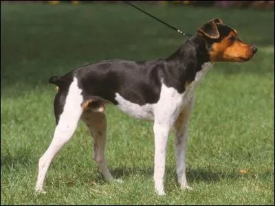 De quelle race s'agit-il ?