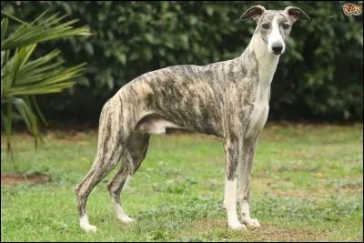 De quelle race s'agit-il ?