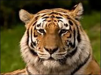 Lequel de ces hommes d'Etat français était surnommé le Tigre ?