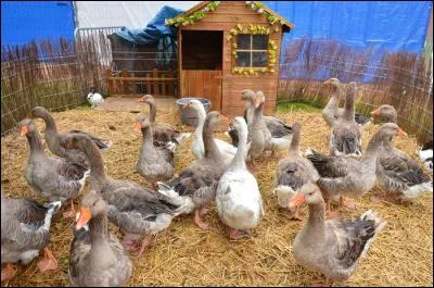 Combien de lapins voit-on sur cette image ? (L'image peut être agrandie.)