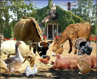 Quelle est la couleur des fleurs ?