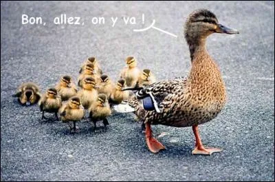 Est-ce que tous les canetons suivent leur maman, la cane ?