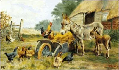 Combien de poules noires voit-on sur cette image ?