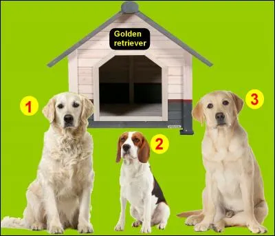 À quel chien appartient cette niche ?