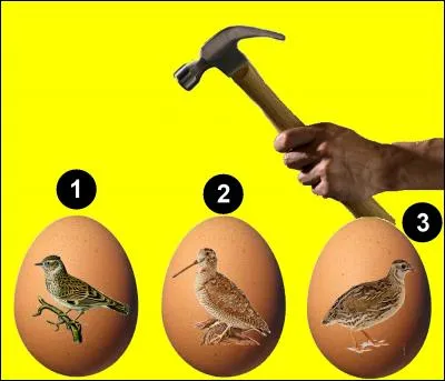 Si je vous dis "La caille des blés". Quel oeuf allez-vous casser ?