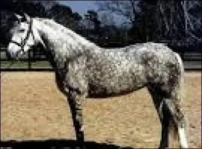 Comment est la robe de ce cheval ?