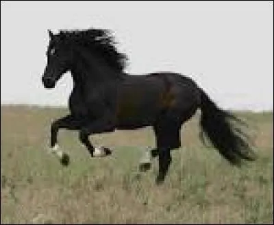 Quelle est la race de ce cheval ?