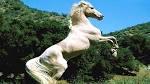 Quiz Chevaux